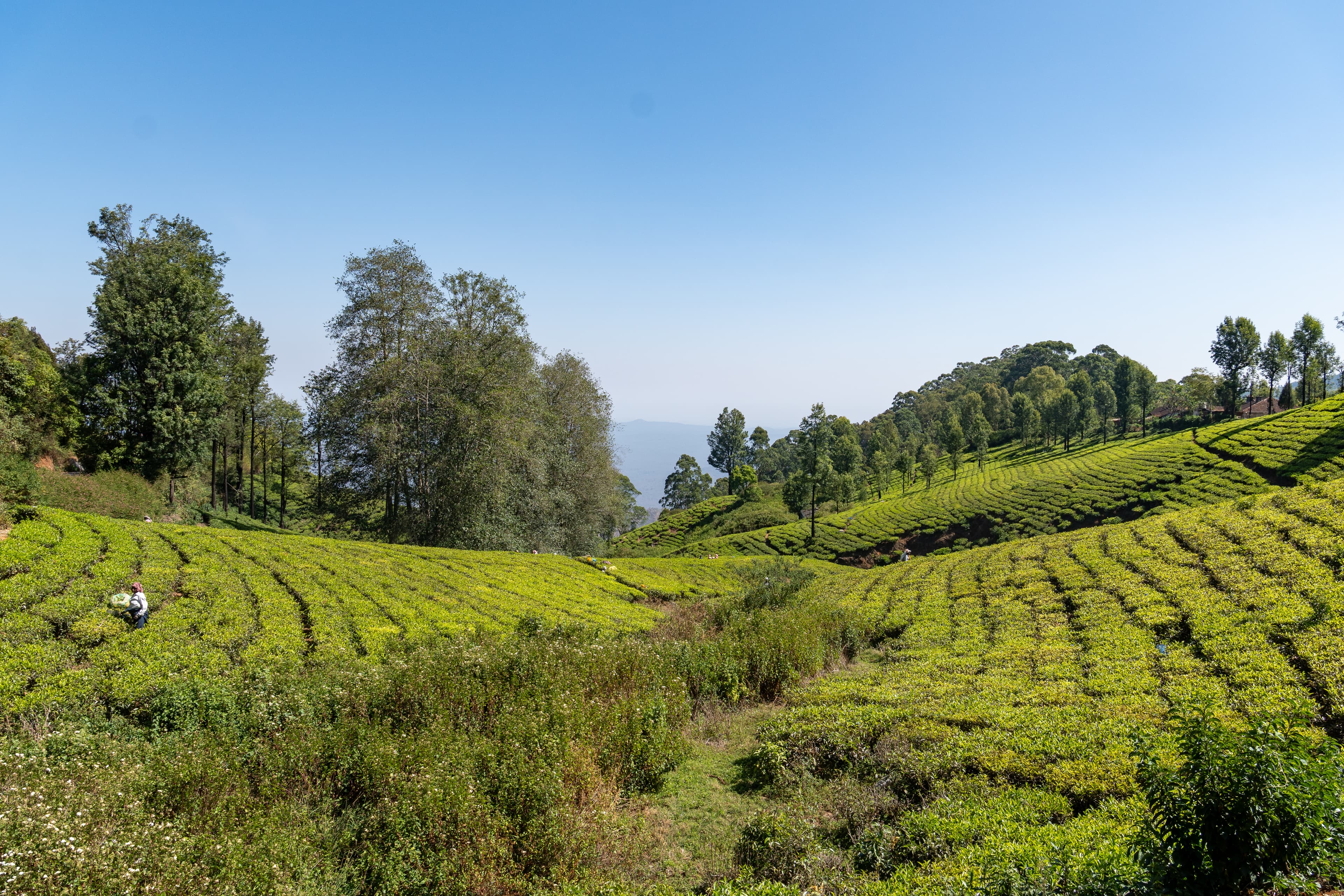 Tea plantations laid across the hills of the Nilgiri Biosphere Reserve in Tamil Nadu, India